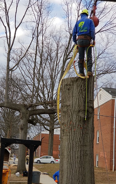 Experience the Benefits of Working with Tree Industry Experts – Tree Services in Baltimore, MD
