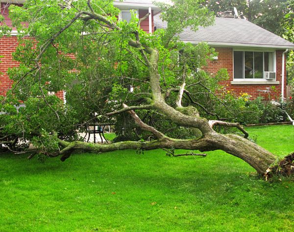 Emergency Tree Services