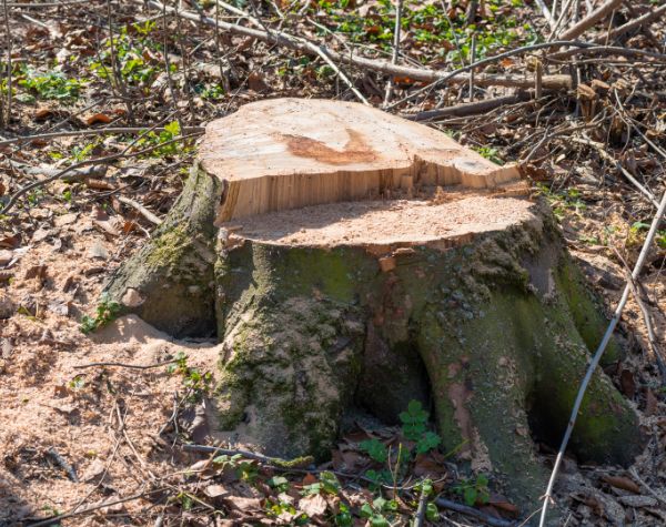 Stump Removal