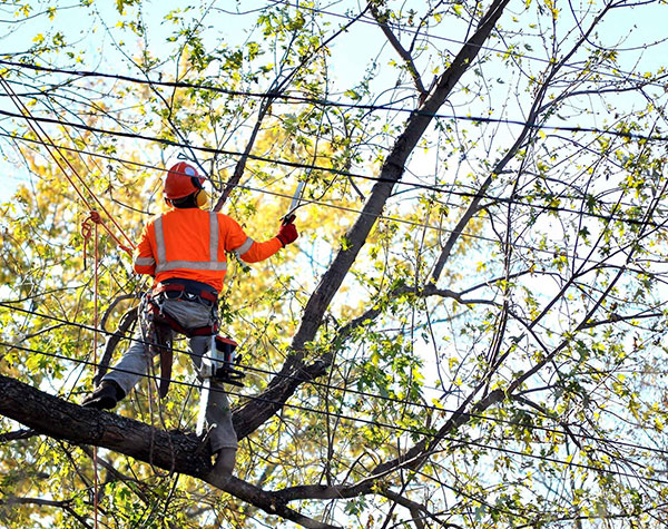 Tree Pruning