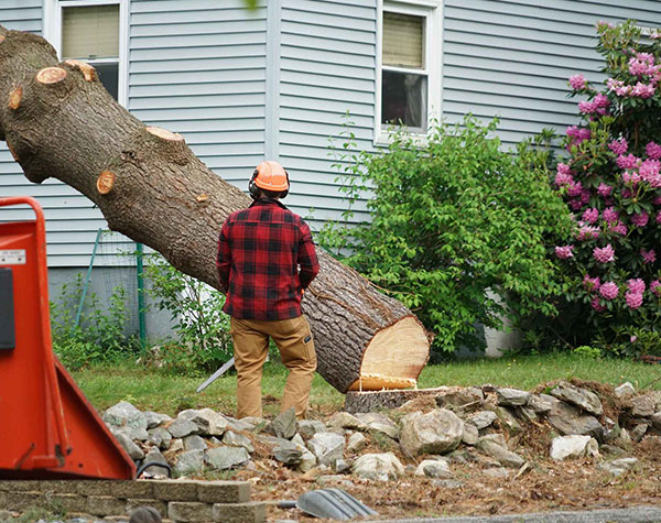 Tree Removal