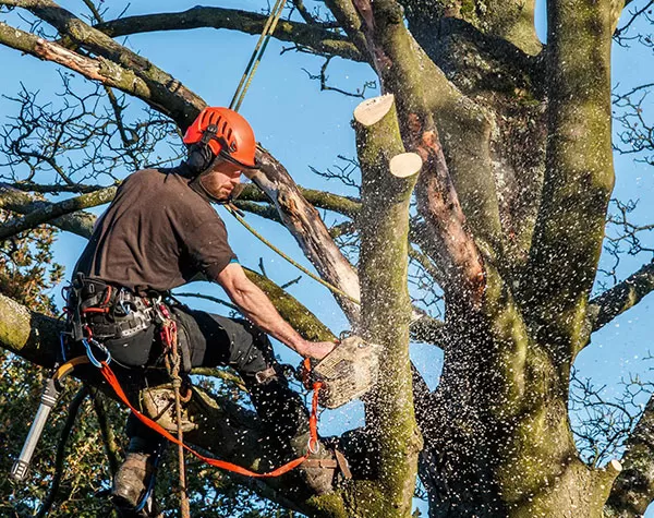 Tree Services