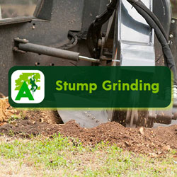Stump Grinding Service - Homepage