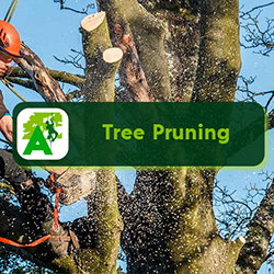 Tree Pruning Service - Homepage