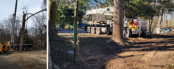 Experience the Advantages of Our Professional Tree Care Solutions