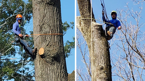 Improve Your Landscape with Professional Tree Trimming in Baltimore, MD