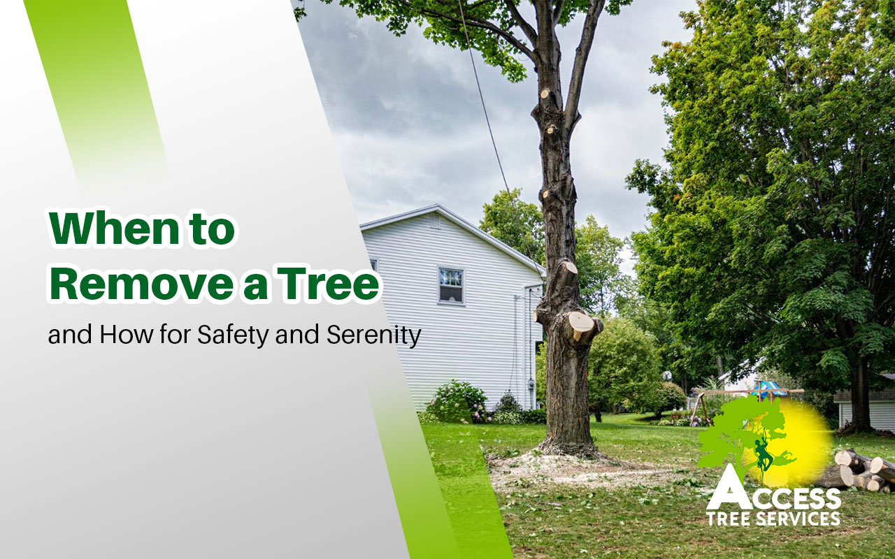 When to Remove a Tree from your Property