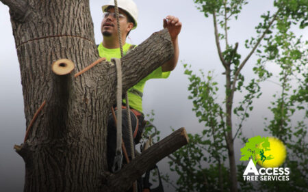 Dangerous Tree Removal Services