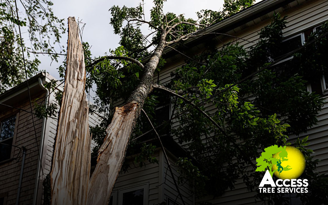 storm-damage-tree-removal-access-tree-services-01