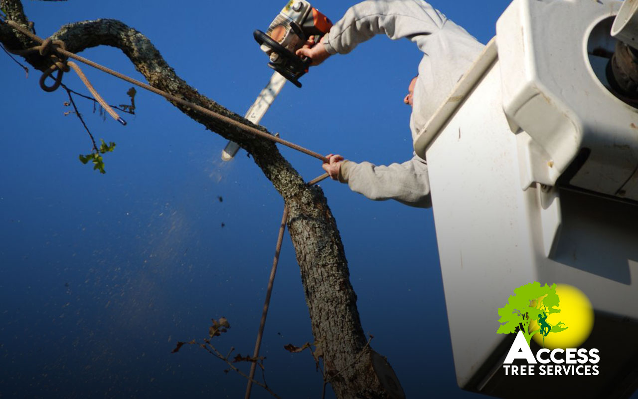 Tree Care Professionals