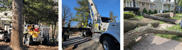 Choose Professional Tree Removal in Owings Mills, MD