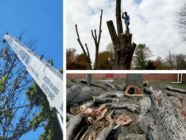 Discover Our Comprehensive Tree Services in Owings Mills, MD
