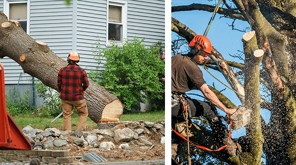 Enhance Your Environment with Expert Tree Services