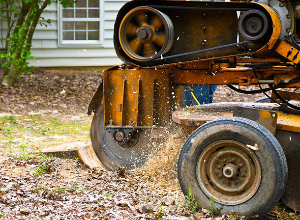Revitalize Your Landscape with Expert Stump Grinding in Bowie, MD