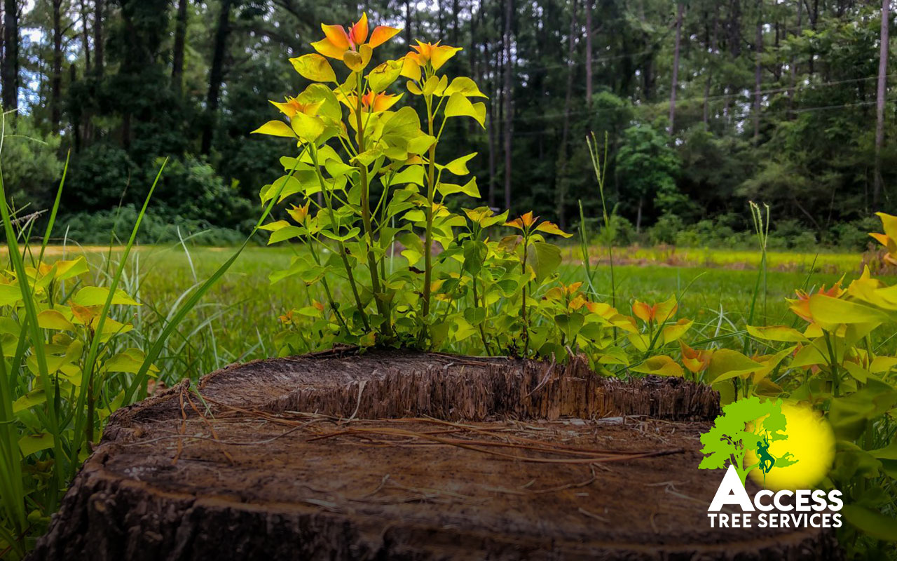 Vibrant Tree Stump Landscaping