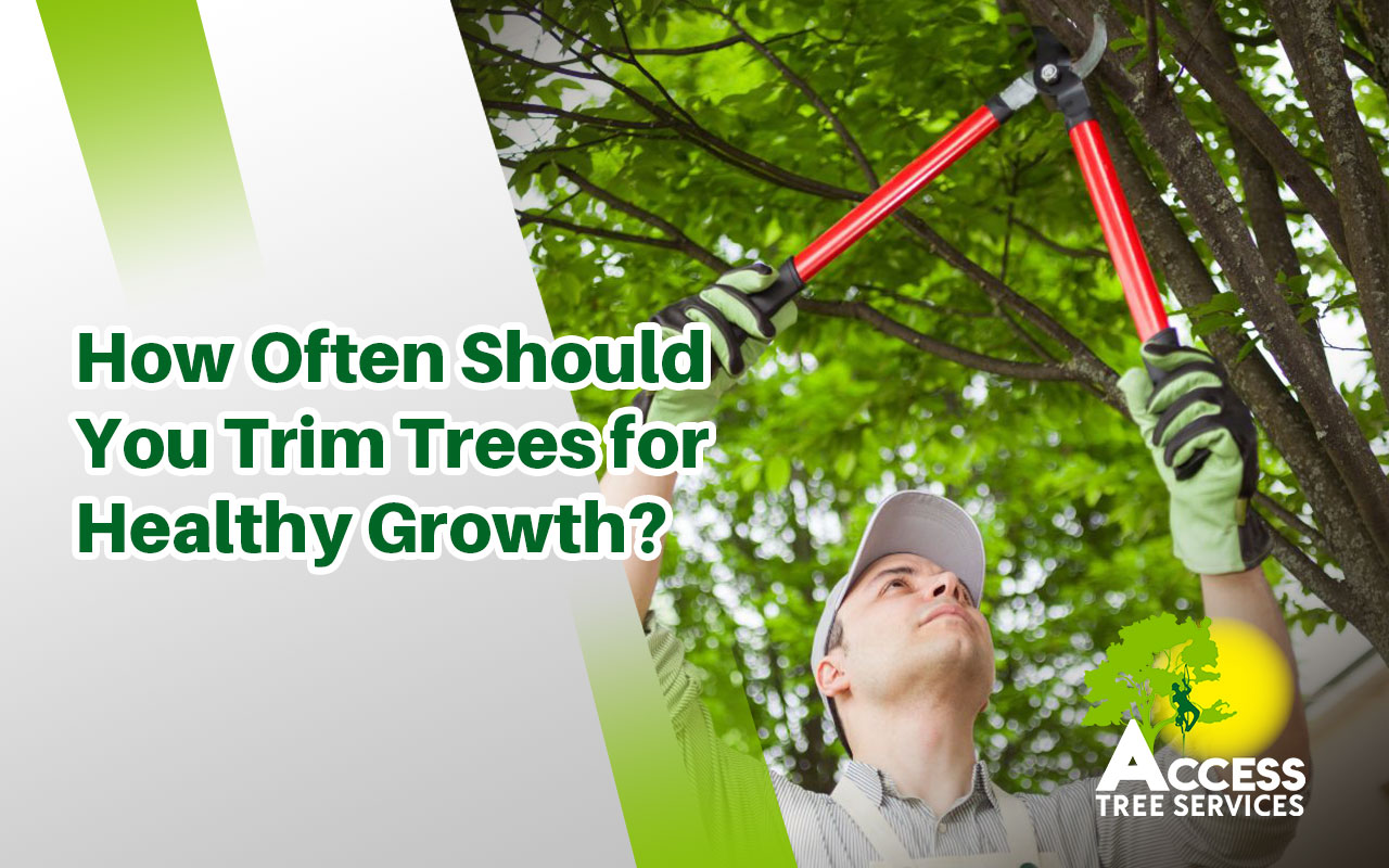How Often Should You Trim Trees?