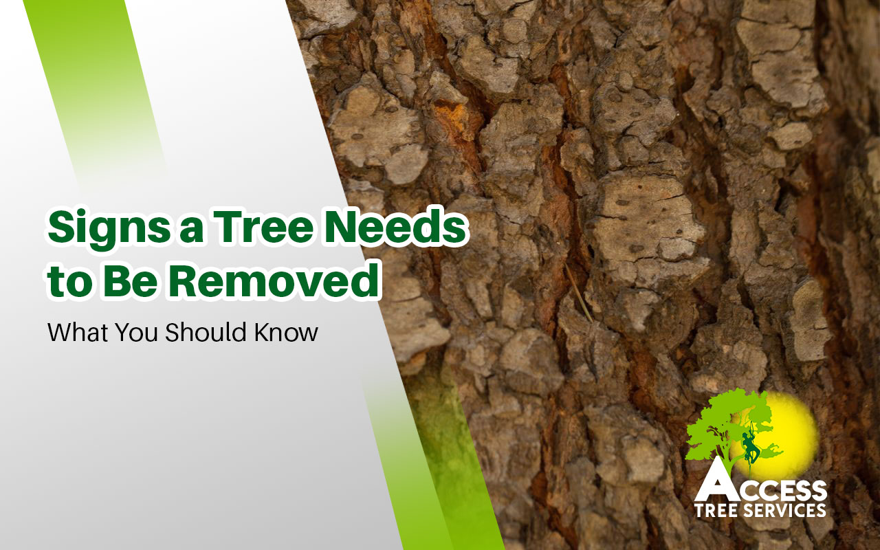 Leaning tree with cracked trunk showing signs of removal need
