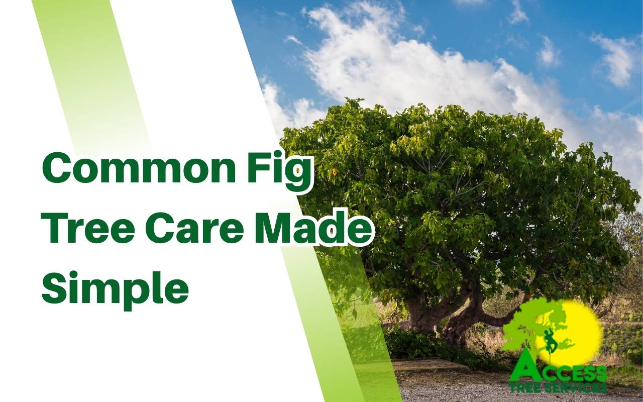 Fig tree growing in full sunlight in a backyard