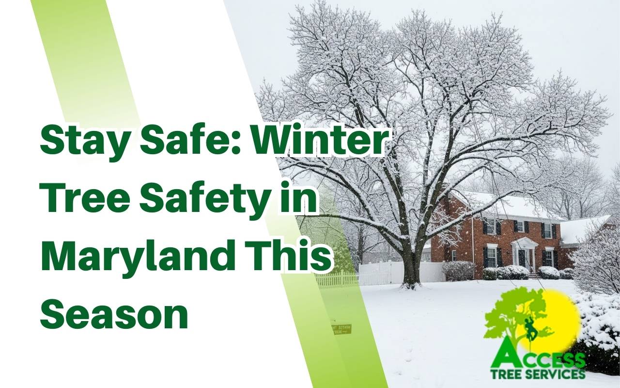 Snowy front yard with a professional inspecting winter tree safety in Maryland before a storm.