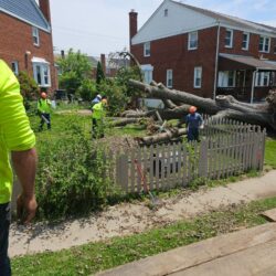 Tree Services - Access Tree Services LLC