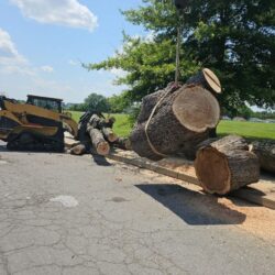 Tree Services - Access Tree Services LLC
