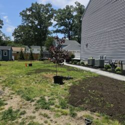 Tree Services - Access Tree Services LLC