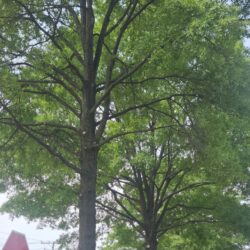 Tree Services - Access Tree Services LLC