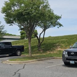 Tree Services - Access Tree Services LLC