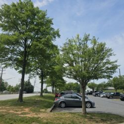 Tree Services - Access Tree Services LLC