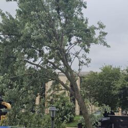 Tree Services - Access Tree Services LLC