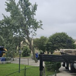 Tree Services - Access Tree Services LLC