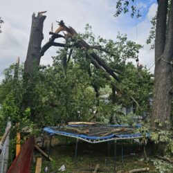 Tree Services - Access Tree Services LLC