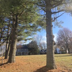 Tree Services - Access Tree Services LLC