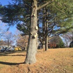 Tree Services - Access Tree Services LLC