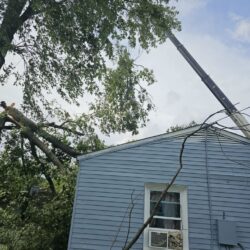 Tree Services - Access Tree Services LLC