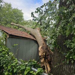 Tree Services - Access Tree Services LLC