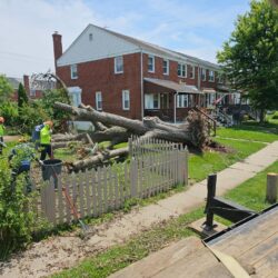 Tree Services - Access Tree Services LLC