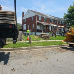 Tree Services - Access Tree Services LLC