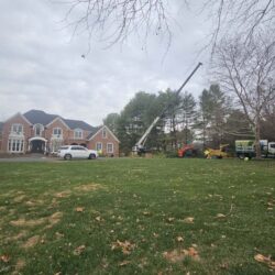 Tree Services - Access Tree Services LLC