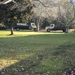 Tree Services - Access Tree Services LLC