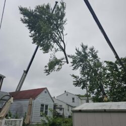 Tree Services - Access Tree Services LLC