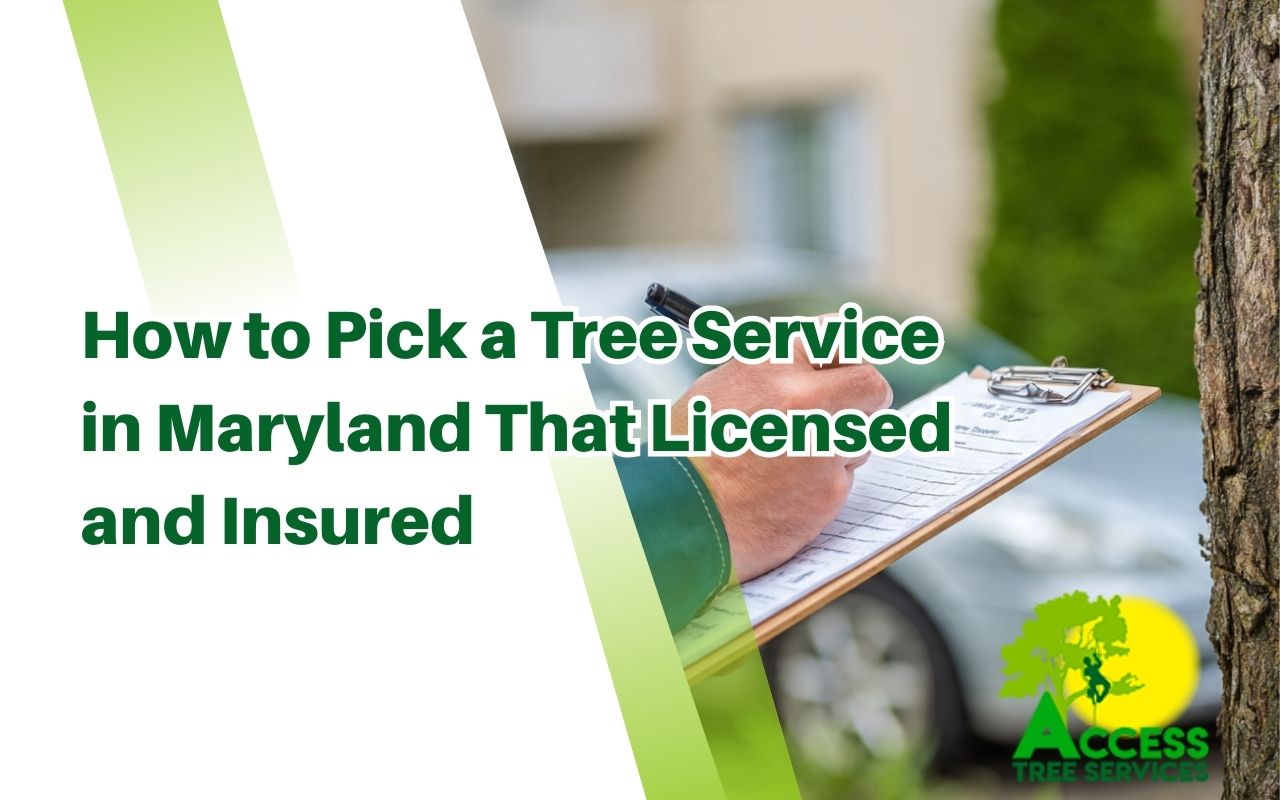 Homeowner using a checklist for how to choose a tree service in Maryland, licensed and insured