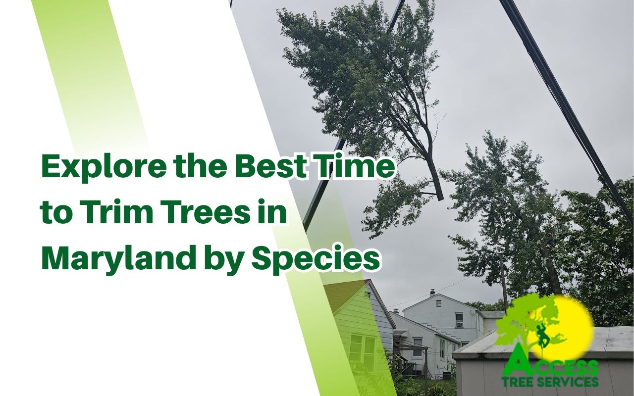 Best time to trim trees in Maryland by species with oak tree pruning in winter