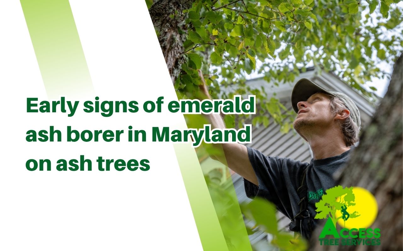 Homeowner checking early signs of emerald ash borer in Maryland on an ash tree