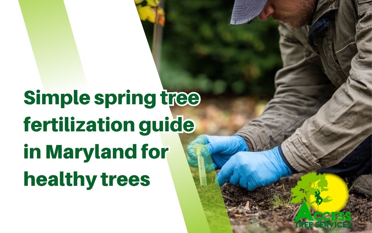 Soil testing for a spring tree fertilization guide in Maryland yard