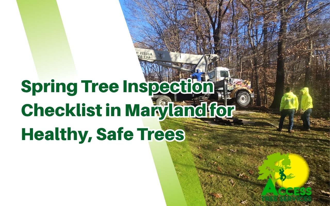 cracks and cavities found during a spring tree inspection in Maryland