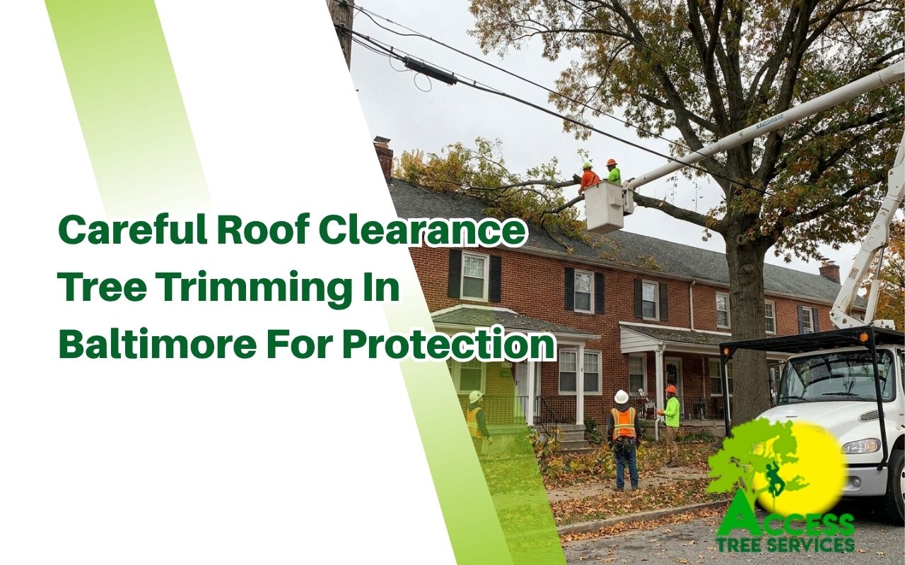 Safe roof clearance tree trimming in Baltimore by trained professionals