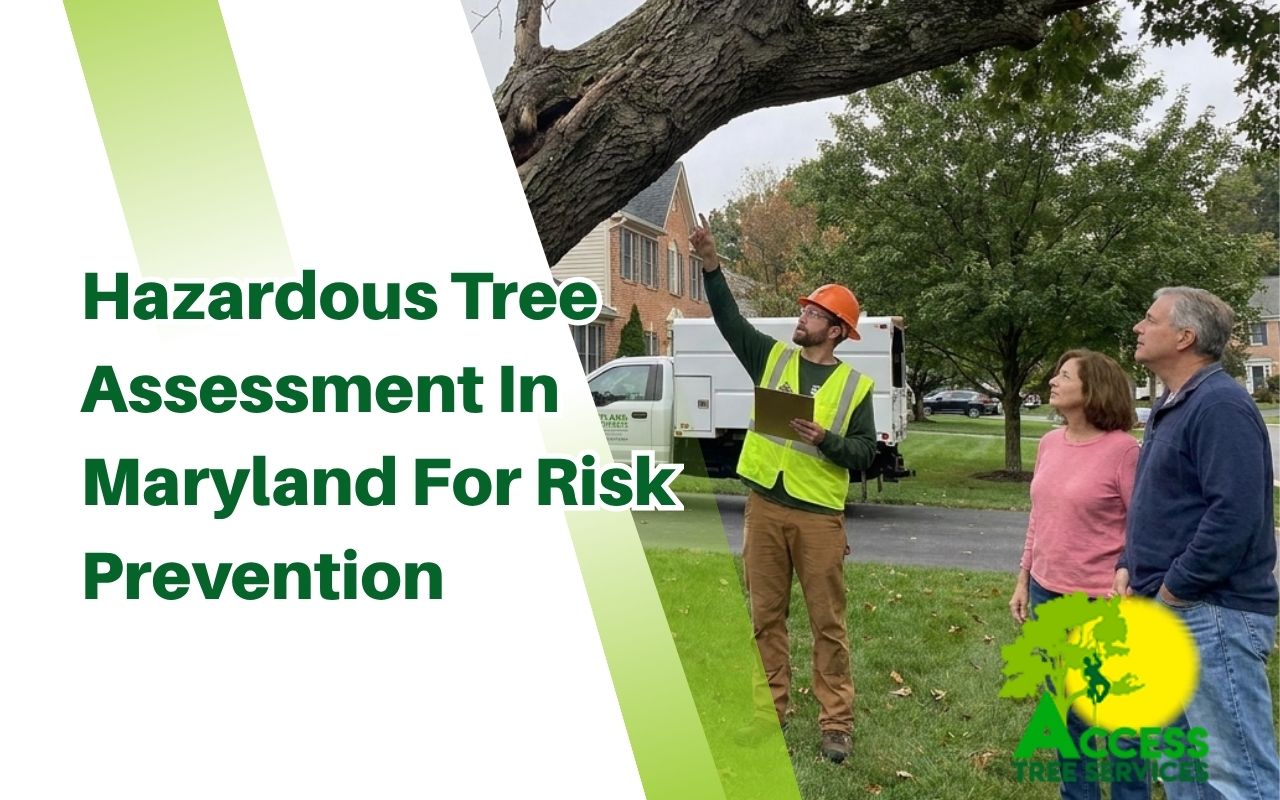 Hazardous tree inspection near a Maryland home