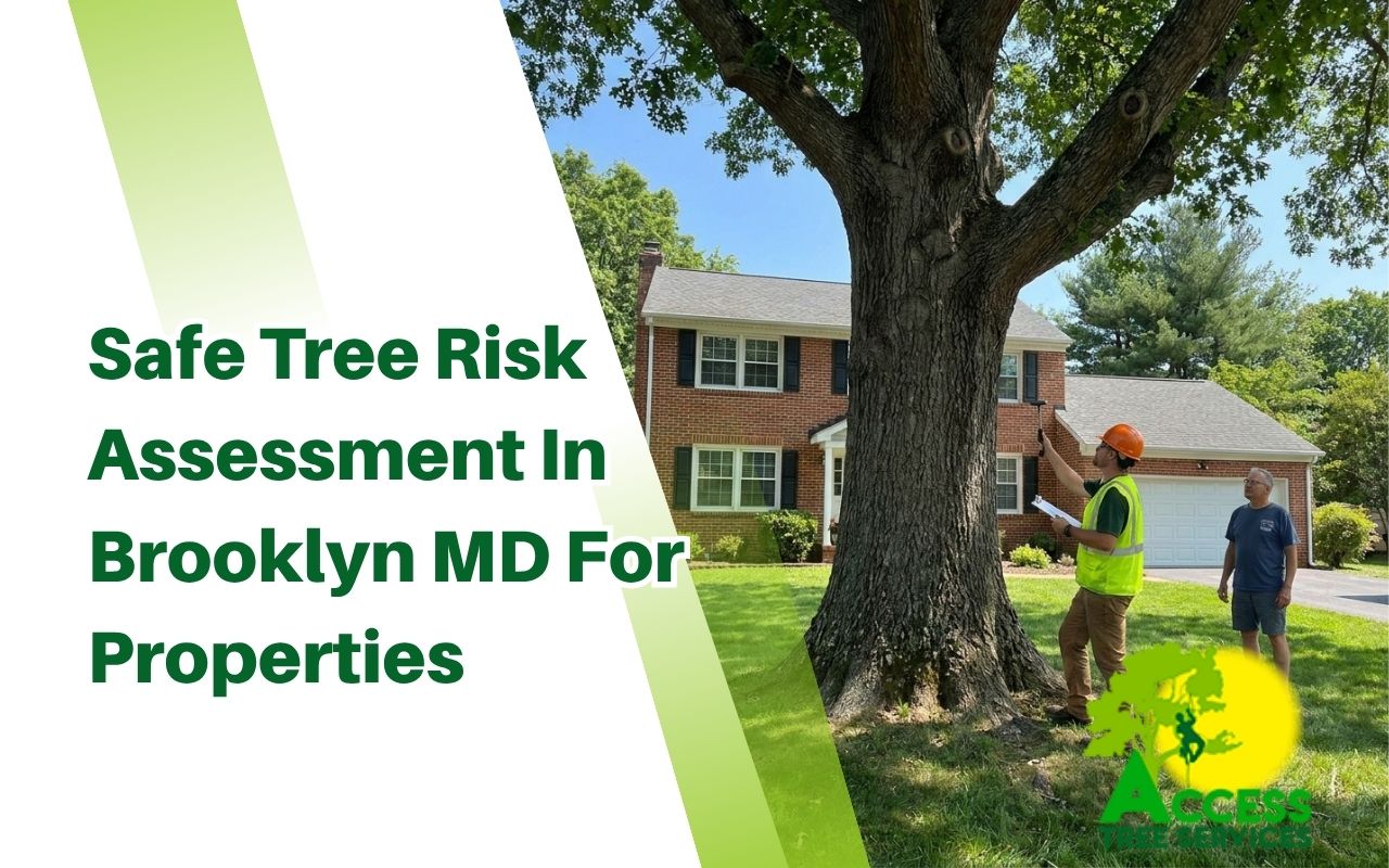 Arborist checking branches during tree risk assessment in Brooklyn MD