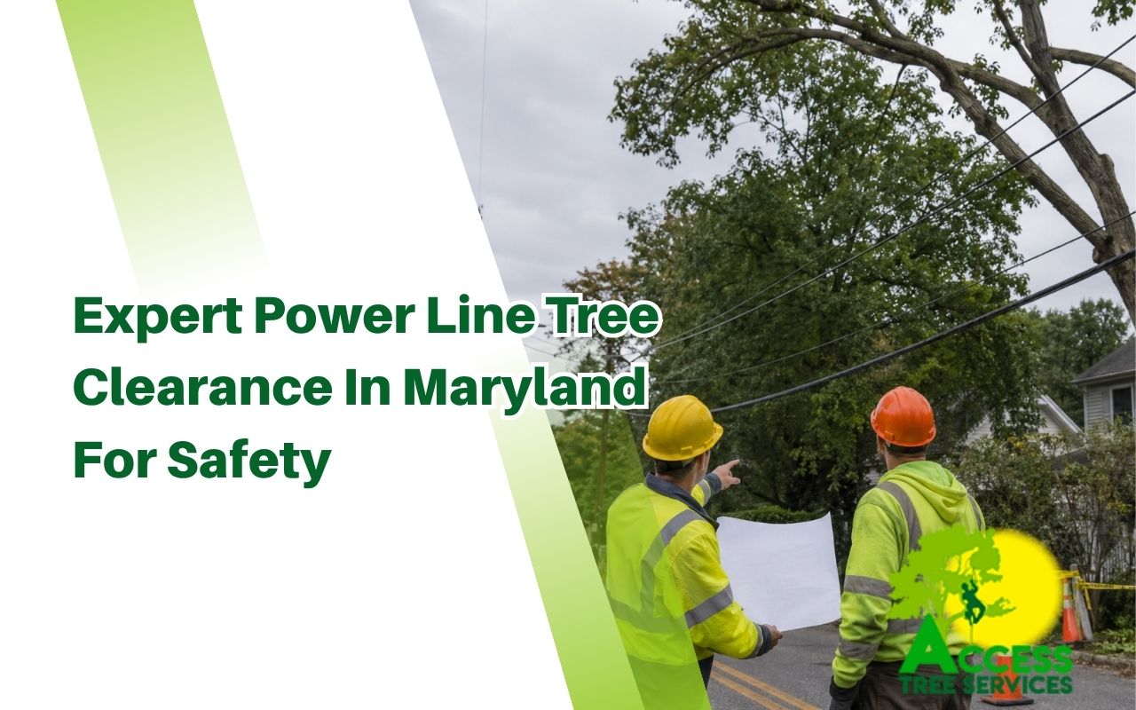Maryland power line tree clearance planning for safer outdoor spaces
